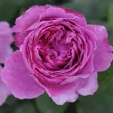 Trandafir floribunda Adore Aroma ® la ghiveci 3L