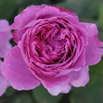 Trandafir floribunda Adore Aroma ® la ghiveci 3L