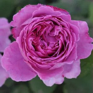 Trandafir floribunda Adore Aroma ® la ghiveci 3L