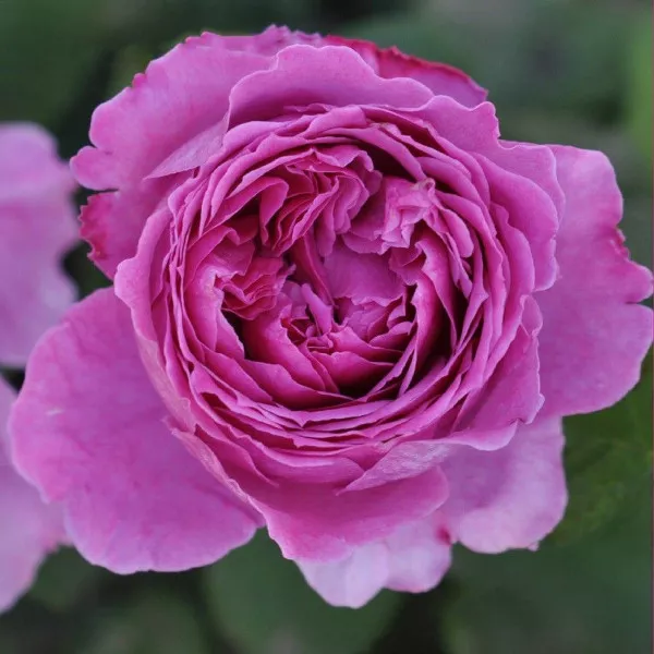 Trandafir floribunda Adore Aroma ® la ghiveci 3L