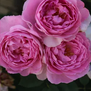 Trandafir floribunda Magic Aroma ® la ghiveci 3L