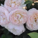 Trandafir floribunda Natural Aroma ® la ghiveci 3L