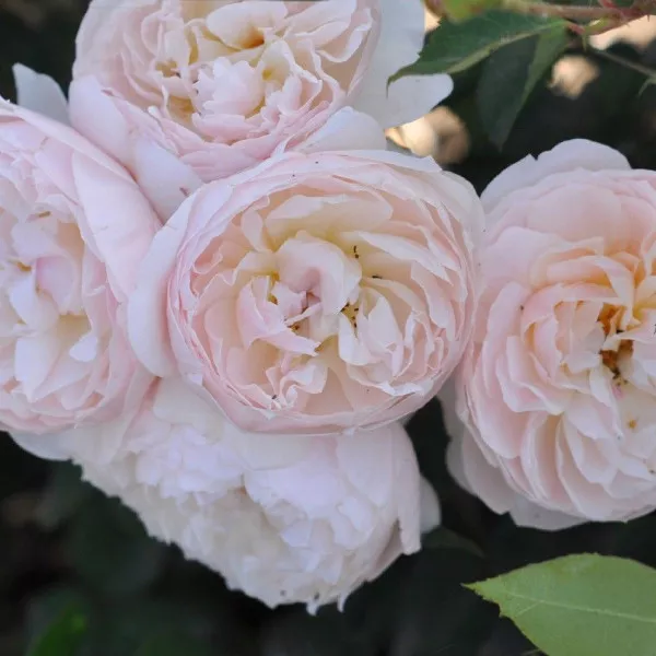 Trandafir floribunda Natural Aroma ® la ghiveci 3L