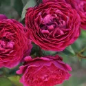 Trandafir floribunda Pure Aroma ® la ghiveci 3L
