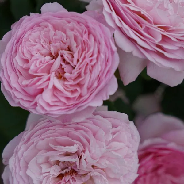 Trandafir floribunda Unique Aroma ® la ghiveci 3L