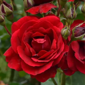 Trandafir floribunda Europeana la ghiveci 3L