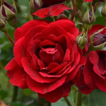 Trandafir floribunda Europeana la ghiveci 3L