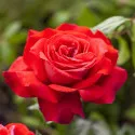 Trandafir teahibrid Dame de Coeur la ghiveci 3L