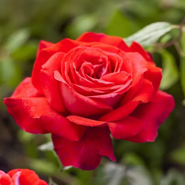 Trandafir teahibrid Dame de Coeur la ghiveci 3L