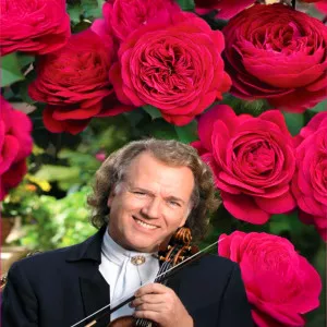 Trandafir teahibrid André Rieu ® la ghiveci 3L