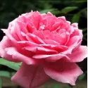 Trandafir teahibrid Dream Princess la ghiveci 2L