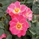 Trandafir teahibrid Exotic Mella ® la ghiveci 3L