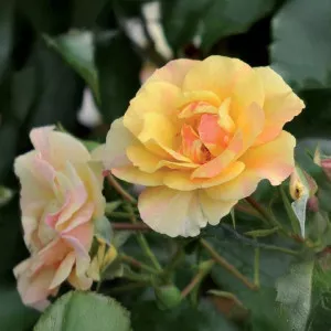 Trandafir teahibrid Melitte Mella ® la ghiveci 3L