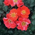 Trandafir teahibrid Rubin Mella ® la ghiveci 3L