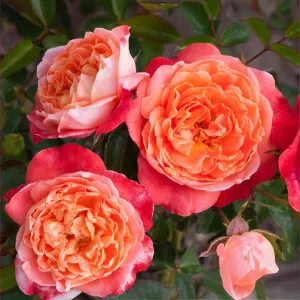 Trandafir floribunda Hipppie Fashion ® la ghiveci 3L