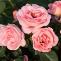 Trandafir floribunda Perfume Fashion ® la ghiveci 3L