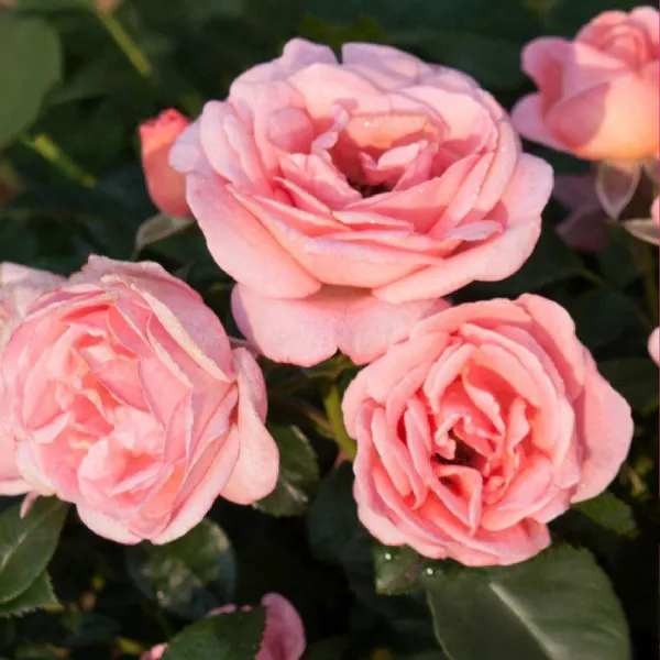 Trandafir floribunda Perfume Fashion ® la ghiveci 3L