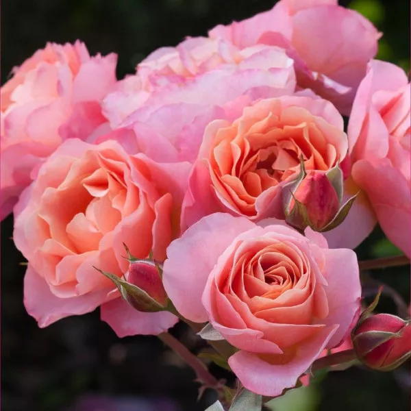 Trandafir floribunda Trendy Fashion ® la ghiveci 3L