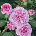 Trandafir floribunda Marija Frayla ® la ghiveci 3L