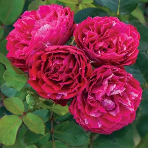 Trandafir floribunda Konstantina Freska ® la ghiveci 3L