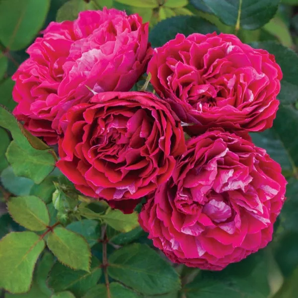 Trandafir floribunda Konstantina Freska ® la ghiveci 3L