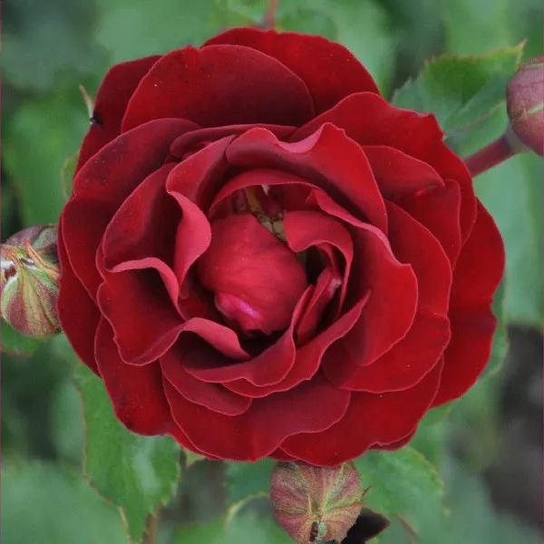 Trandafir floribunda Morava Reka ® la ghiveci 3L