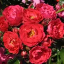 Trandafir floribunda Nera Reka ® la ghiveci 3L