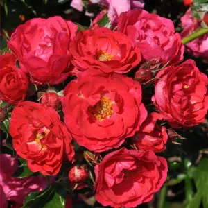 Trandafir floribunda Nera Reka ® la ghiveci 3L