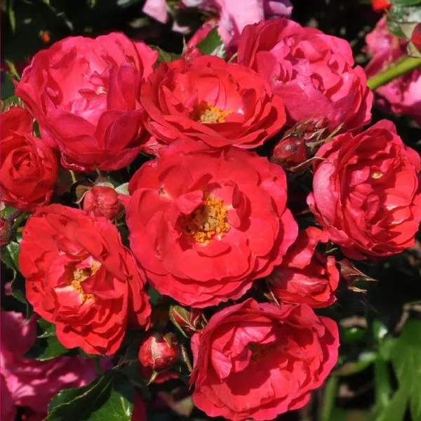 Trandafir floribunda Nera Reka ® la ghiveci 3L