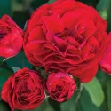 Trandafir floribunda Tara Reka ® la ghiveci 3L