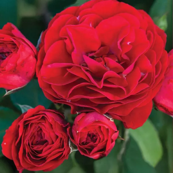 Trandafir floribunda Tara Reka ® la ghiveci 3L