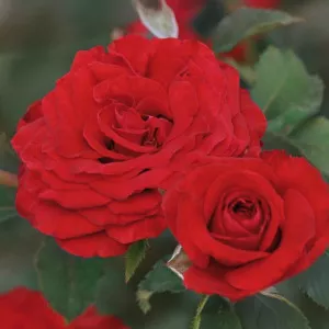 Trandafir floribunda Carmine Vaza ® la ghiveci 3L