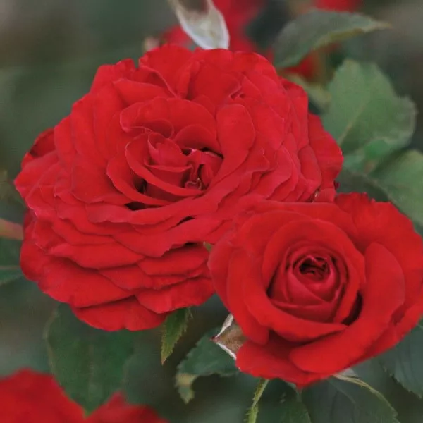 Trandafir floribunda Carmine Vaza ® la ghiveci 3L