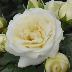 Trandafir floribunda Pearl Vaza ® la ghiveci 3L