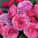 Trandafir floribunda Pink Vaza ® la ghiveci 3L