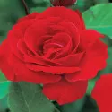 Trandafir urcător Pauls Scarlet Climber la ghiveci 3L