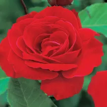 Trandafir urcător Pauls Scarlet Climber la ghiveci 3L
