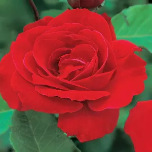Trandafir urcător Pauls Scarlet Climber la ghiveci 3L