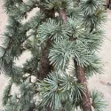 Cedru albastru plângător (Cedrus atlantica glauca pendula), ghiveci 20L, H 180-200 cm