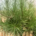 Pin umbrelă mediteranean (Pinus pinea), ghiveci 20L, H 180-200 cm