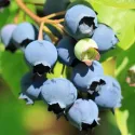 Afin Bluecrop