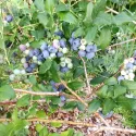 Afin Bluecrop