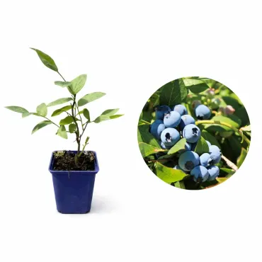 Afin Bluegold