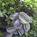 Viță de ciocolată (Akebia quinata)