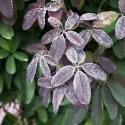 Viță de ciocolată (Akebia quinata)