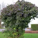 Viță de ciocolată (Akebia quinata)