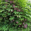 Viță de ciocolată (Akebia quinata)