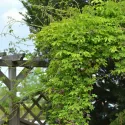 Viță de ciocolată (Akebia quinata)