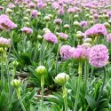 Armeria Armada roz