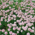 Armeria Armada roz